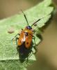 Deraeocoris punctum